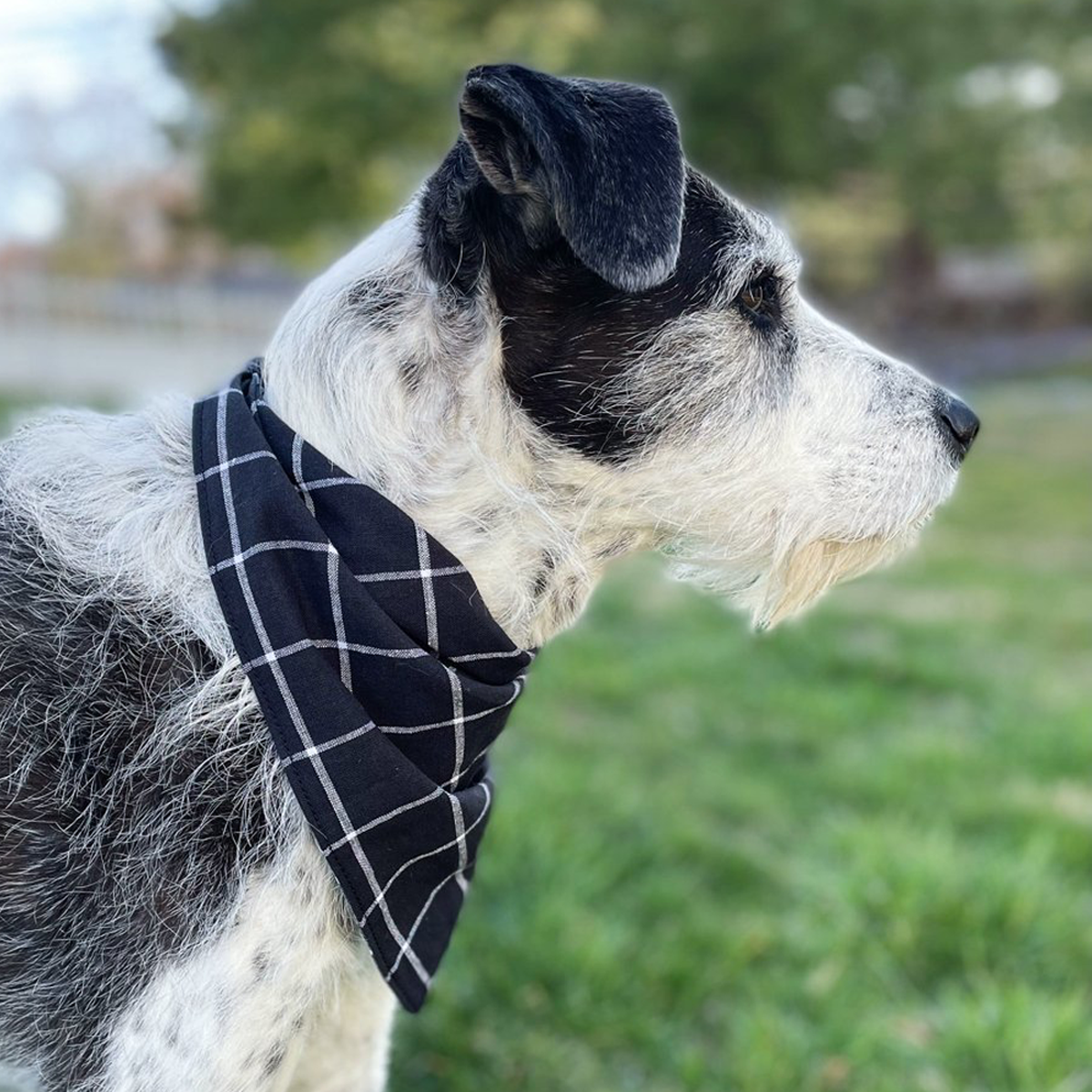 Seafoam Flannel Dog Bandana
