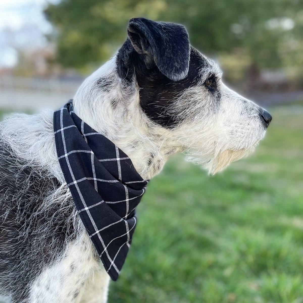 Harvest Flannel Dog Bandana